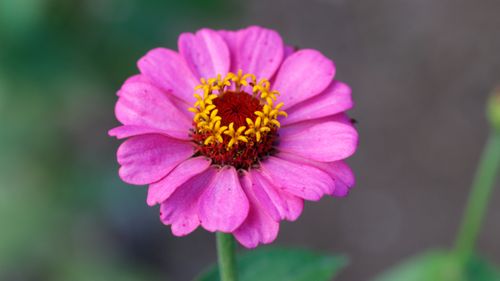 Free A detailed close-up of a vibrant pink zinnia flower with delicate petals and a blurred background. Stock Photo