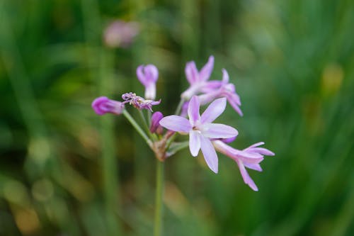 Close-Up Shot of Purple Flowers in Bloom