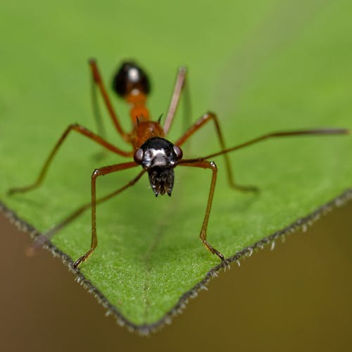 Macro Shot of an Ant on a Leaf