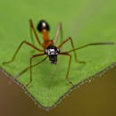 Macro Shot of an Ant on a Leaf