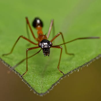 Macro shot of a red ant standing on a green leaf showcasing its intricate details.