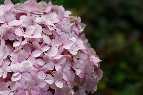 Close-Up Shot of Pink Hydrangea in Bloom