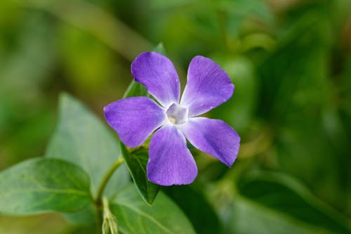 Close-Up Shot of Purple Periwinkle in Bloom