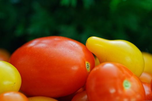 Close-up image of fresh organic tomatoes showcasing vibrant red and yellow colors, ideal for harvest themes.