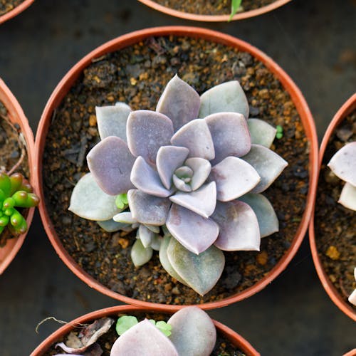 Free Close-Up Shot of a Succulent Plant in a Pot Stock Photo