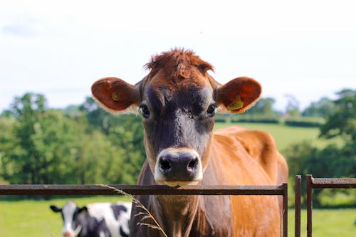 Free Fotos de stock gratuitas de animal de granja, animal domestico, becerro Stock Photo
