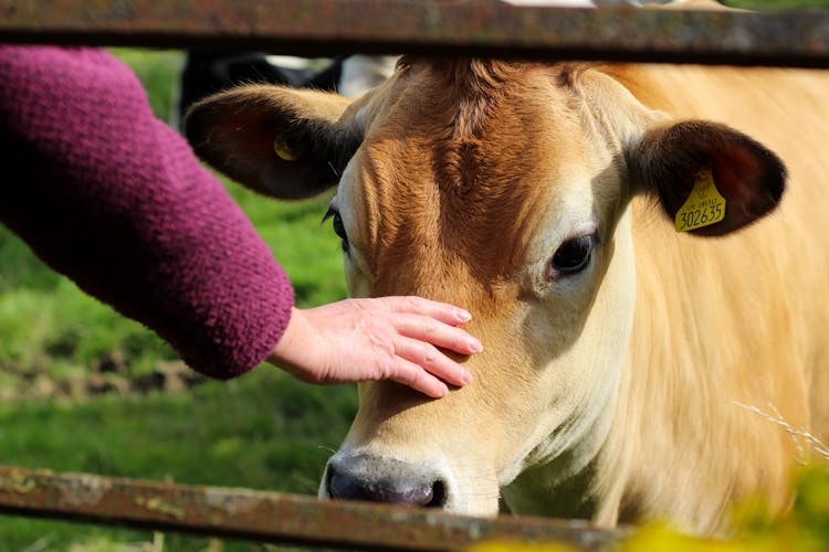 A Person Petting A Cow