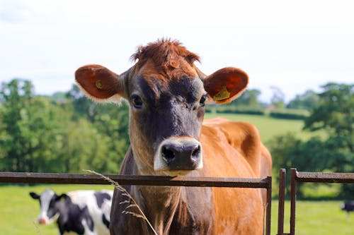 Free Close-Up Shot of a Cow Stock Photo