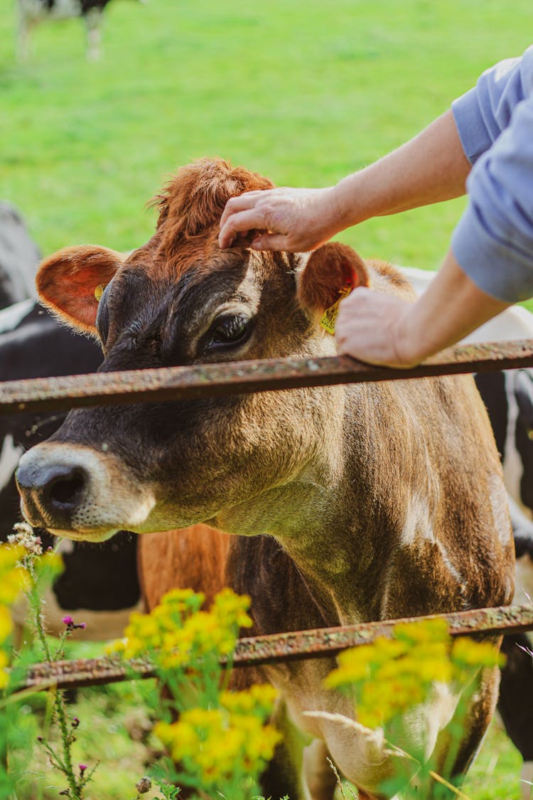 A Person Petting A Cow