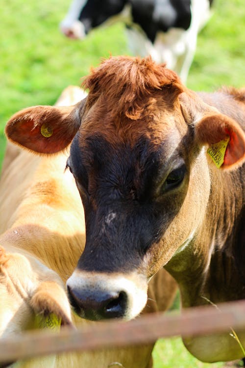 Close-Up Shot of a Cow