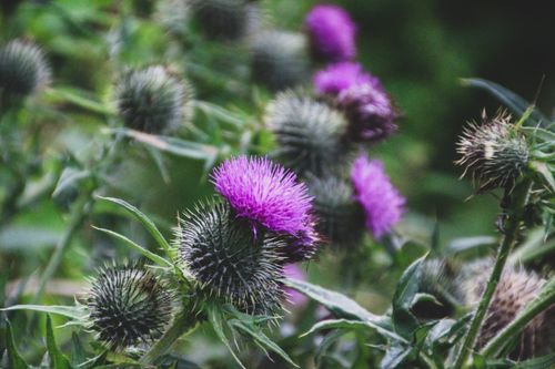 Free Vivid purple thistle flowers amidst green foliage, showcasing natural beauty. Stock Photo