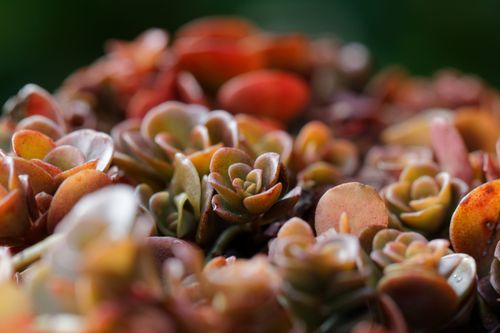 Free Macro shot of colorful succulent plants showcasing their intricate textures and vibrant hues. Stock Photo