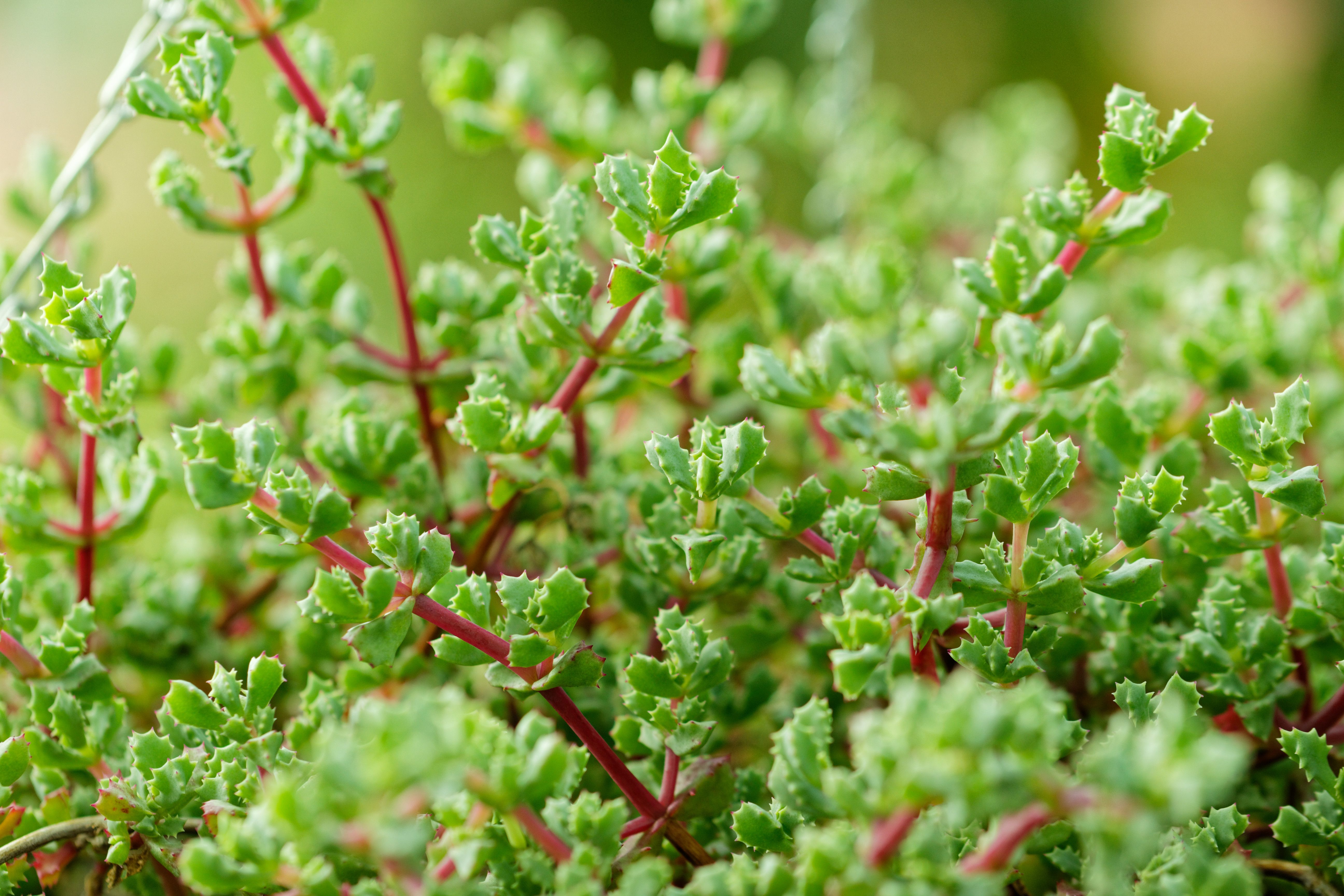 A Close-Up Shot of a Succulent Plant · Free Stock Photo
