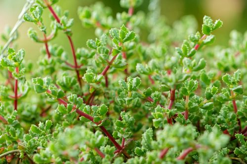 Free Close-up of vibrant green succulent with red stems, showcasing natural beauty and intricate leaf patterns. Stock Photo