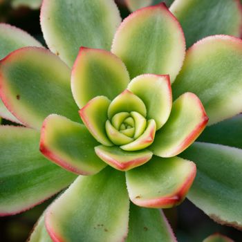 Vibrant close-up of an Aeonium succulent showcasing its green leaves with red edges.（イメージ）