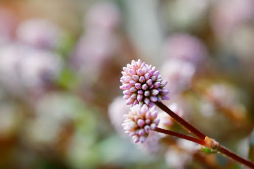 Close-Up Shot of a Onion Flowers