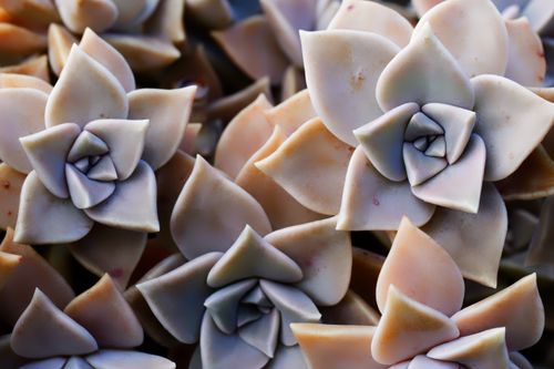 Free Beautiful close-up image showcasing the intricate patterns of rosette-shaped succulent plants in soft earth tones. Stock Photo
