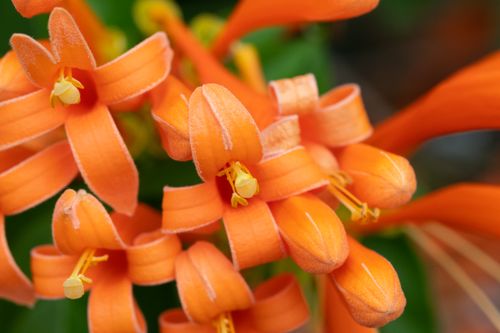 Free Detailed close-up of fresh orange Pyrostegia venusta flowers in bloom, showcasing vivid colors and delicate petals. Stock Photo