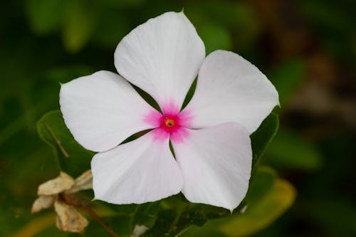 Free stock photo of white flower