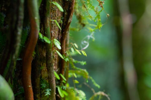 Photos gratuites de forêt nuageuse