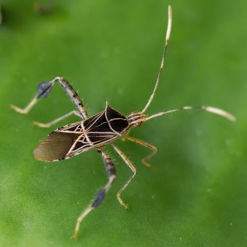 Photos gratuites de insecte