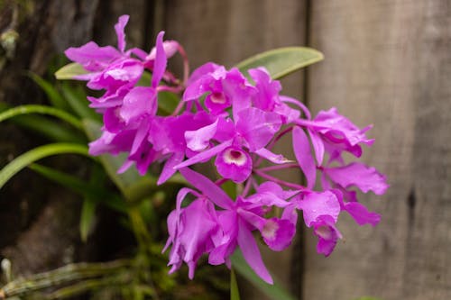 Free stock photo of guaria, purple flower