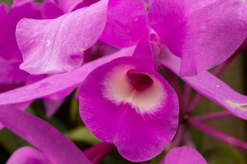 Foto stok gratis bunga ungu, guaria