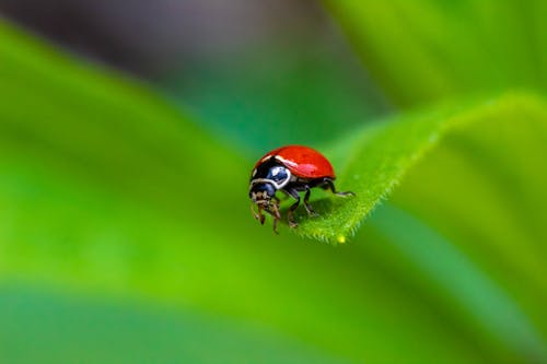 Close-Up Shot of a Beetle Perched on a Leaf