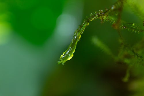 Free stock photo of cloud forest, water droplet