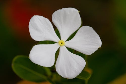 Foto stok gratis bunga putih