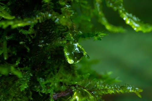 Foto stok gratis hutan awan, tetesan air