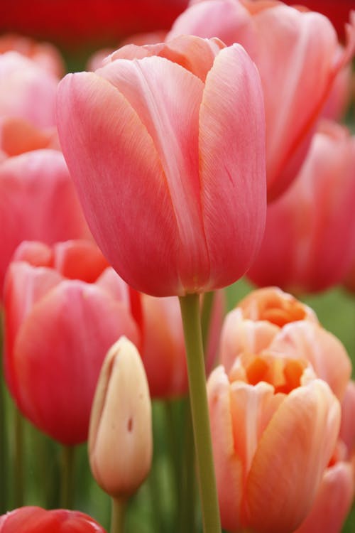 Close-Up Shot of Pink Tulips