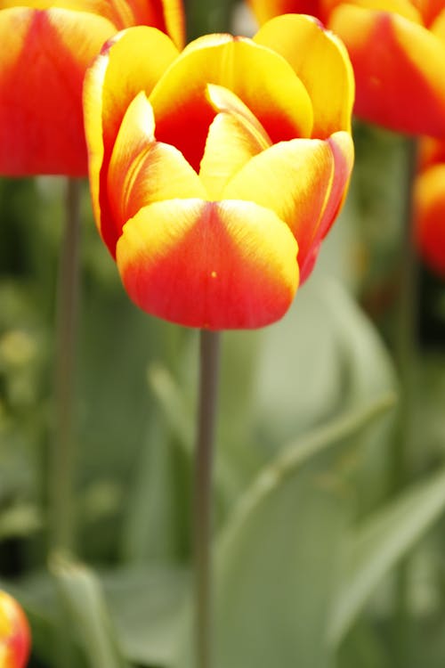 Close-Up Shot of Orange Tulips