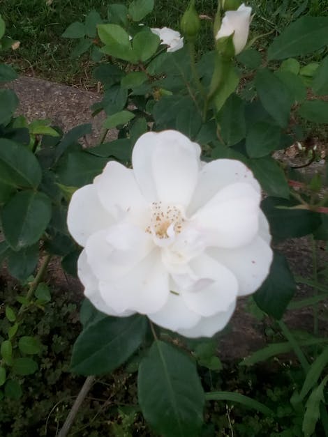 Free stock photo of beautiful flowers, white flower