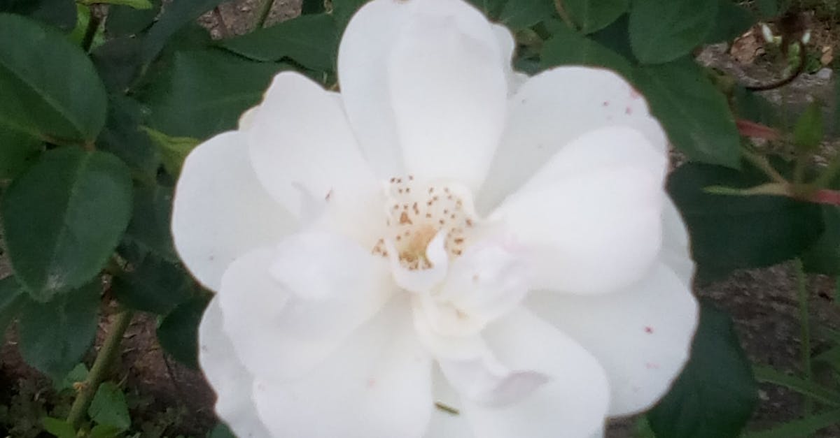 Free stock photo of beautiful flowers, white flower