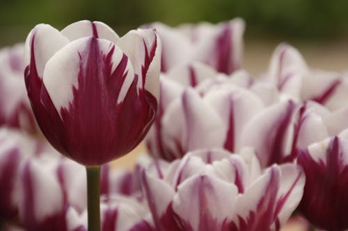 Free Close-Up Shot of Tulips in Bloom Stock Photo