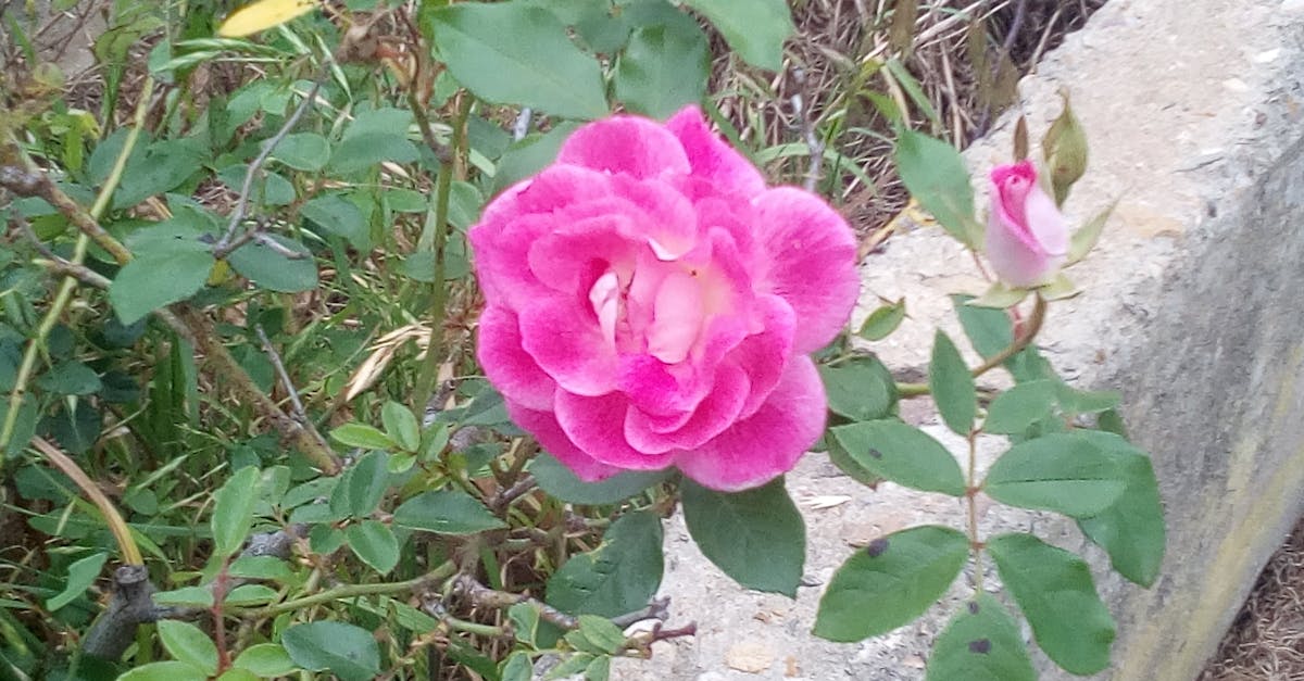 Free stock photo of beautiful flowers, rose