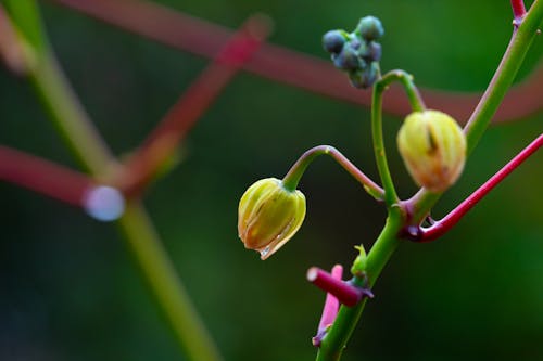 Foto stok gratis buah-buahan