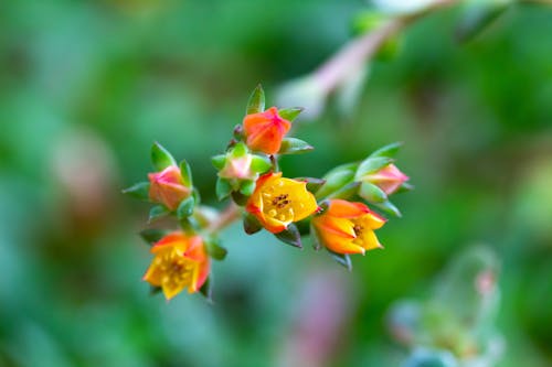 七彩花朵 的 免费素材图片