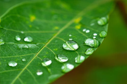 Free stock photo of leaf, waterdrops
