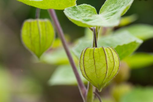Free Detailed view of green physalis plant with distinct foliage in natural setting. Stock Photo