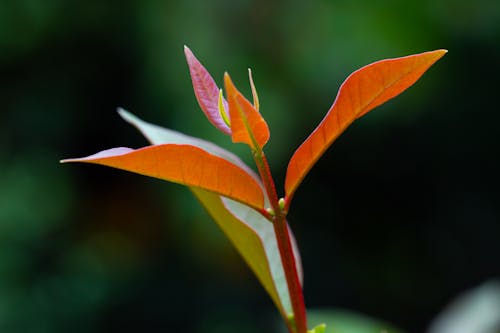 Foto stok gratis daun berwarna-warni
