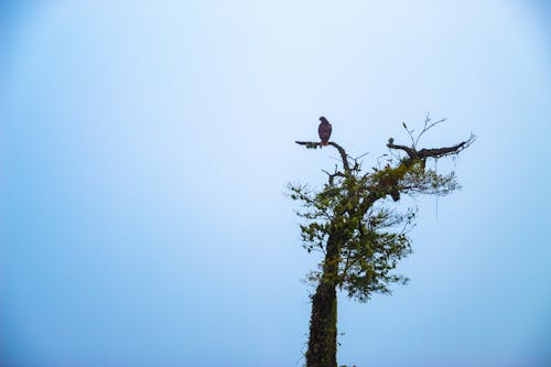 Free stock photo of background, hawk