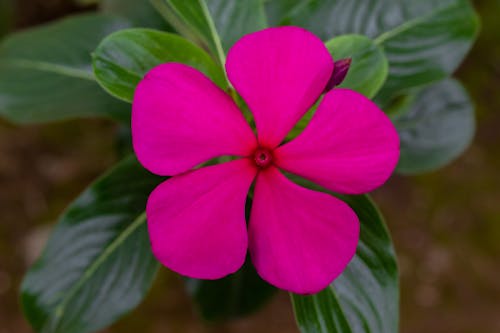 Free stock photo of purple flower