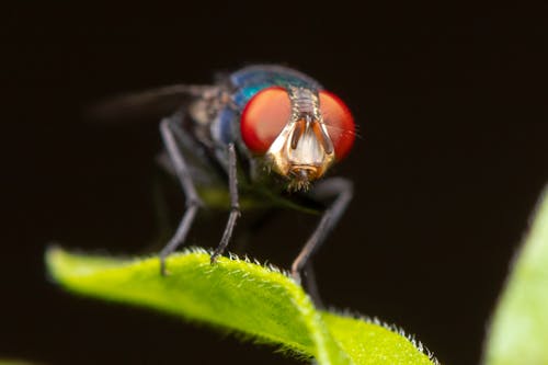 A Fly on a Leaf 