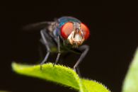 Black and Brown Fly in Macro Photography