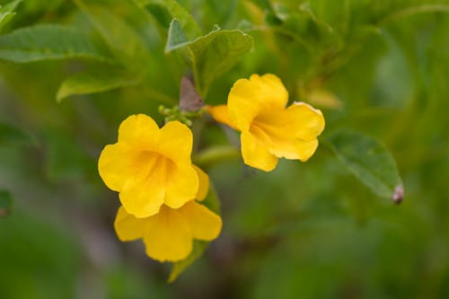 노란 꽃의 무료 스톡 사진