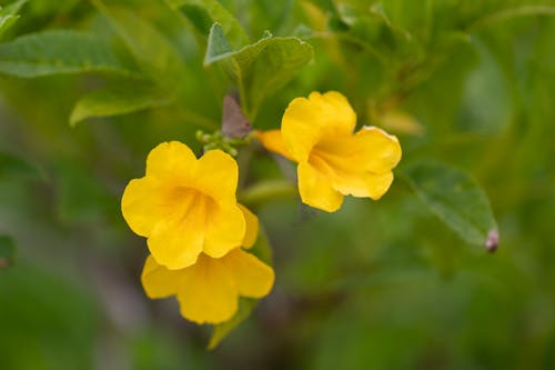 Free stock photo of yellow flowers