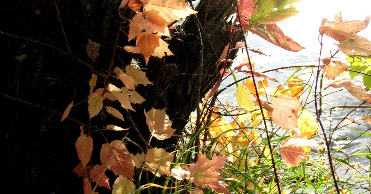 Free stock photo of autumn colours, autumn leaves