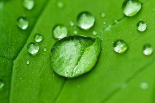 Close-Up Shot of Dewdrops on a Leaf